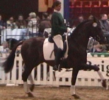 Buddy dressage stallion
