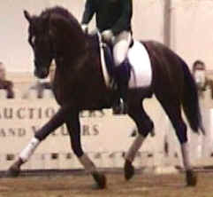 My Buddy dressage horse