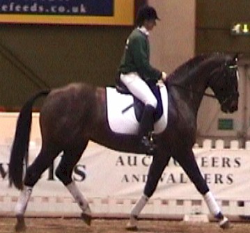 Don Gitani dressage gelding