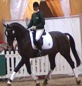 Don Gitani dressage horse