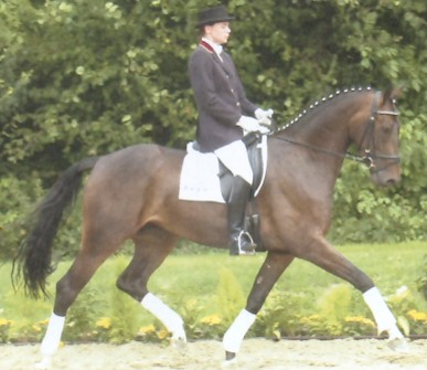 Elora Dana dressage horse