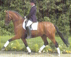 Esteban dressage horse