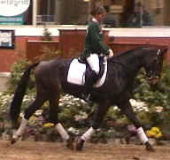 Majestic dressage horse