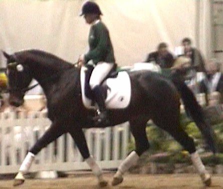 Pavarottie dressage horse