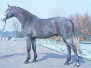 Attack Z, Olympic Almé son and damsire of Parco