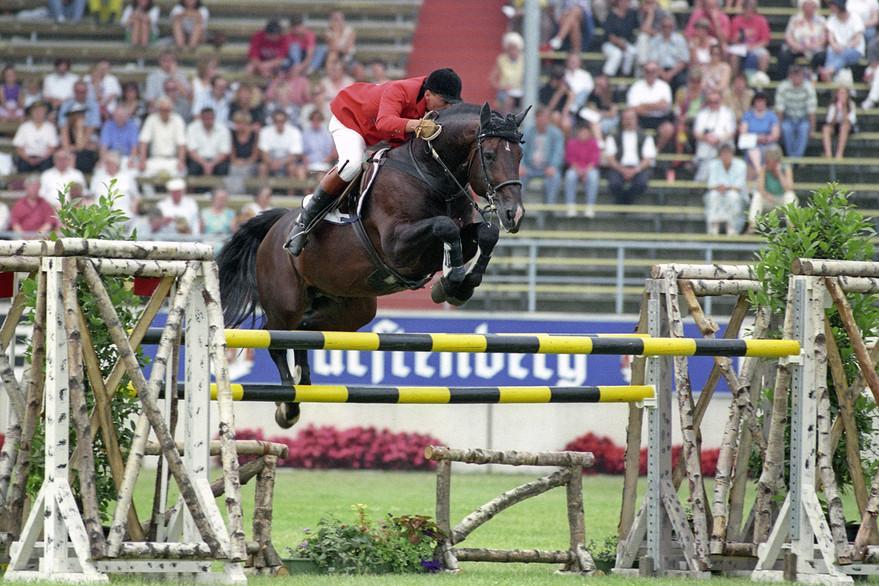 Darco, the legendary Belgian Warmblood show-jumping stallion