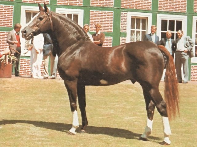 Furioso II, 1965 Selle Français stallion by Thoroughbred Furioso xx
