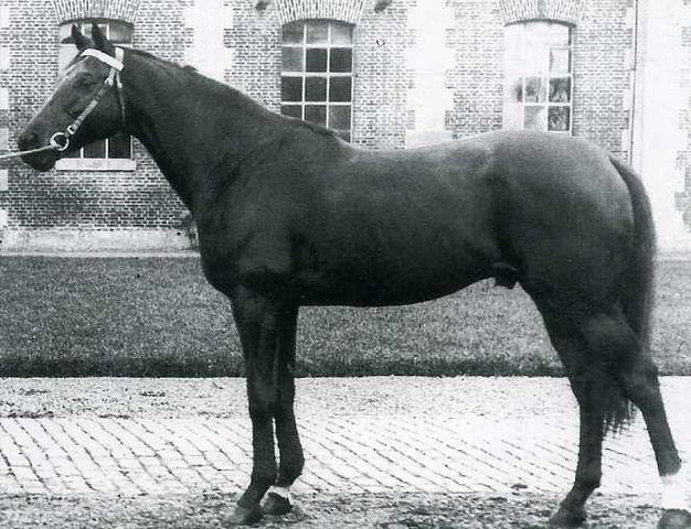 Furioso xx, Thoroughbred foundation sire