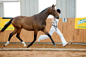 Young Castlegrange Mayfair being presented in hand at a British Breeding Futurity evaluation