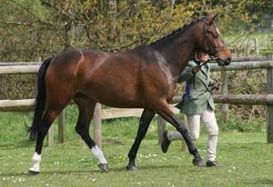 Castlegrange Mayfair presented in hand outdoors as a young horse