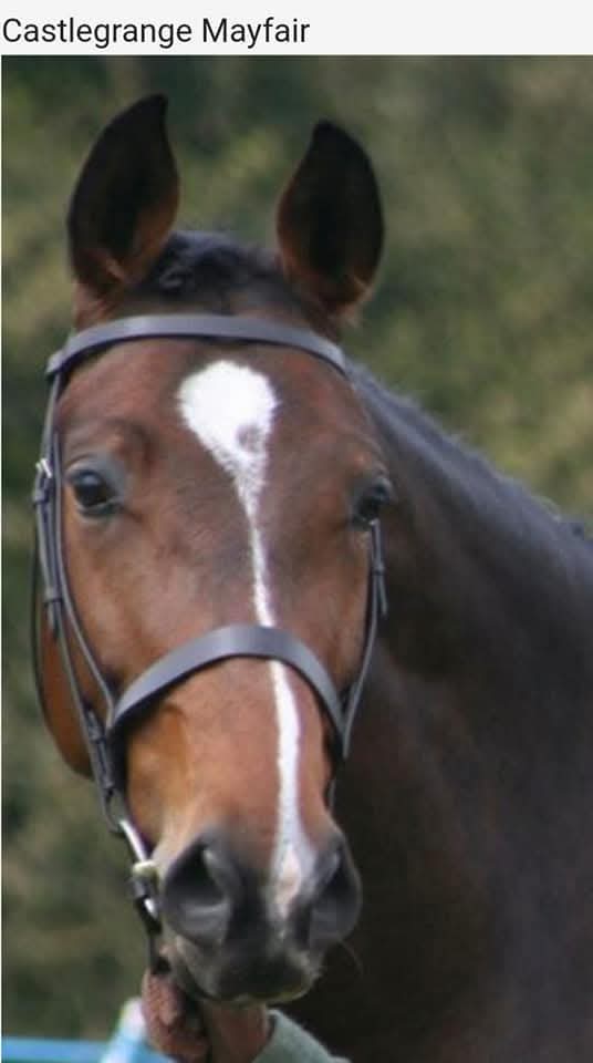 Castlegrange Mayfair, premium graded foundation mare