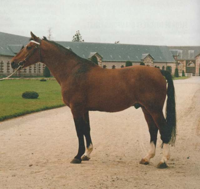 Ibrahim, French foundation sire