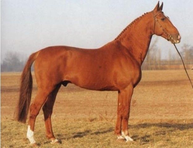 Le Mexico, 1970 Selle Français stallion by Mexico and sire of Deampla
