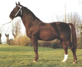 Lugano van la Roche, 1963 Hanoverian stallion and sire of Darco