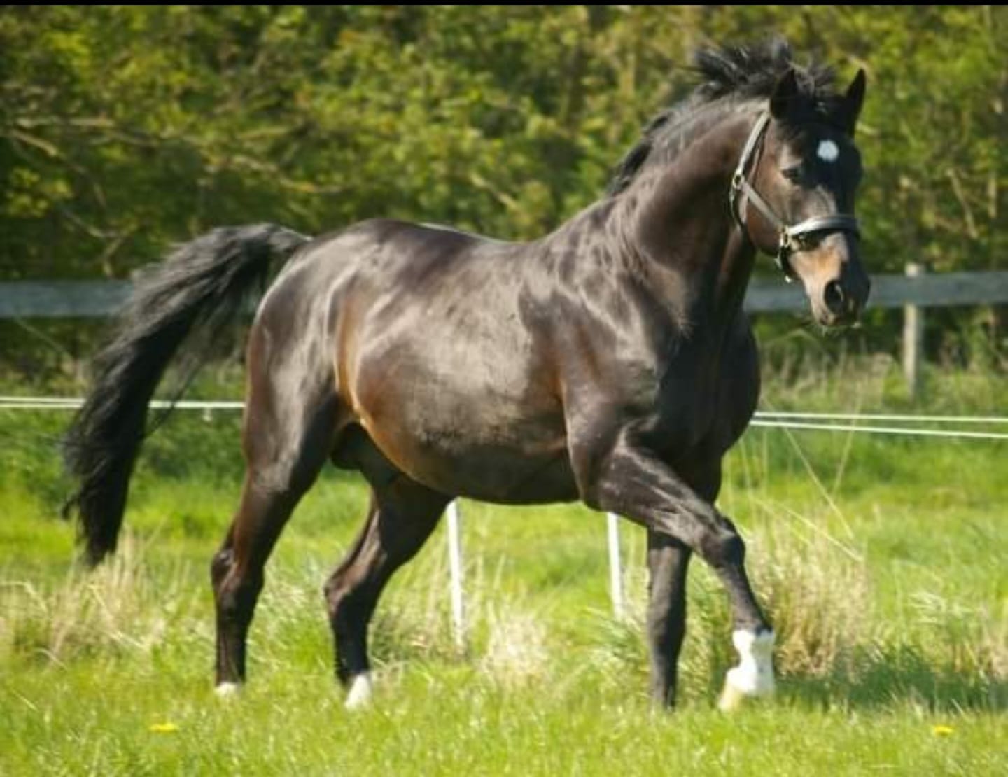 Medoc, Hanoverian stallion and sire of Castlegrange Mayfair