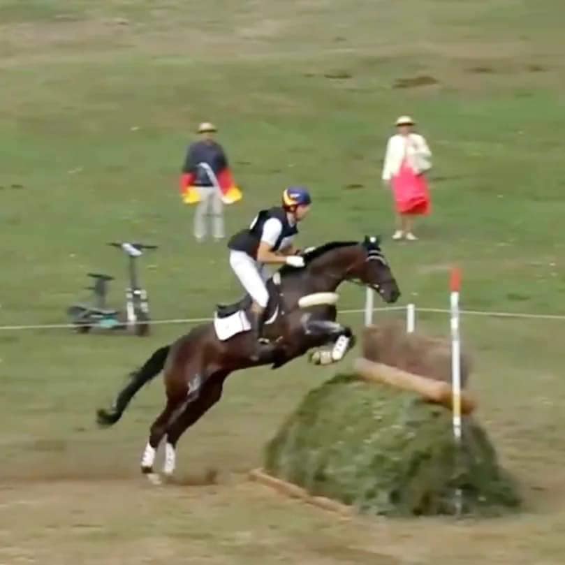 Medoc, Hanoverian stallion selected for Celle