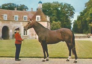 Mexico, 1956 Selle Français stallion by Furioso xx and sire of Le Mexico