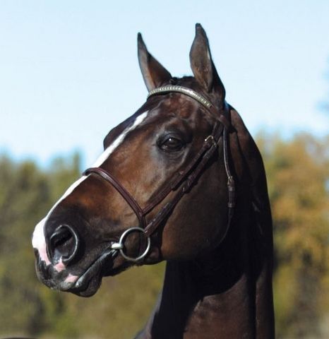 Portrait of the Hanoverian stallion Ragazzo