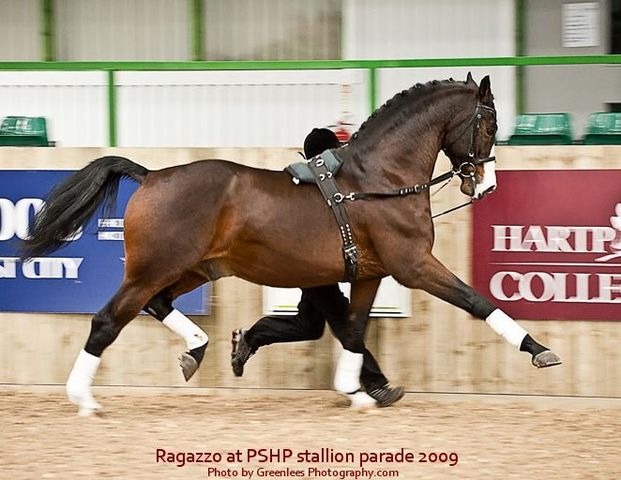 Ragazzo, Hanoverian performance stallion