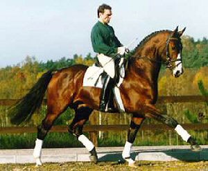 Ragazzo competing under saddle in dressage