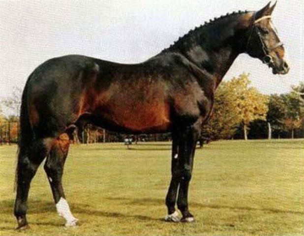 Ramiro Z, foundation sport-horse sire