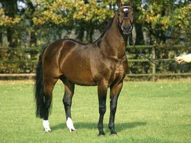Raphael, influential Hanoverian stallion
