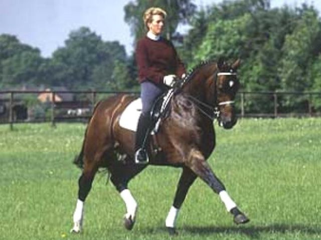 Raphael under saddle showing expressive movement