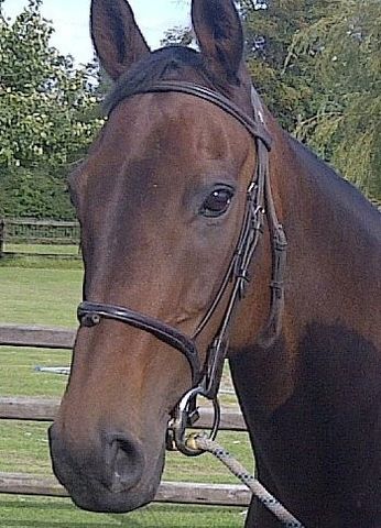 Raphaela, foundation broodmare and dam of Noah
