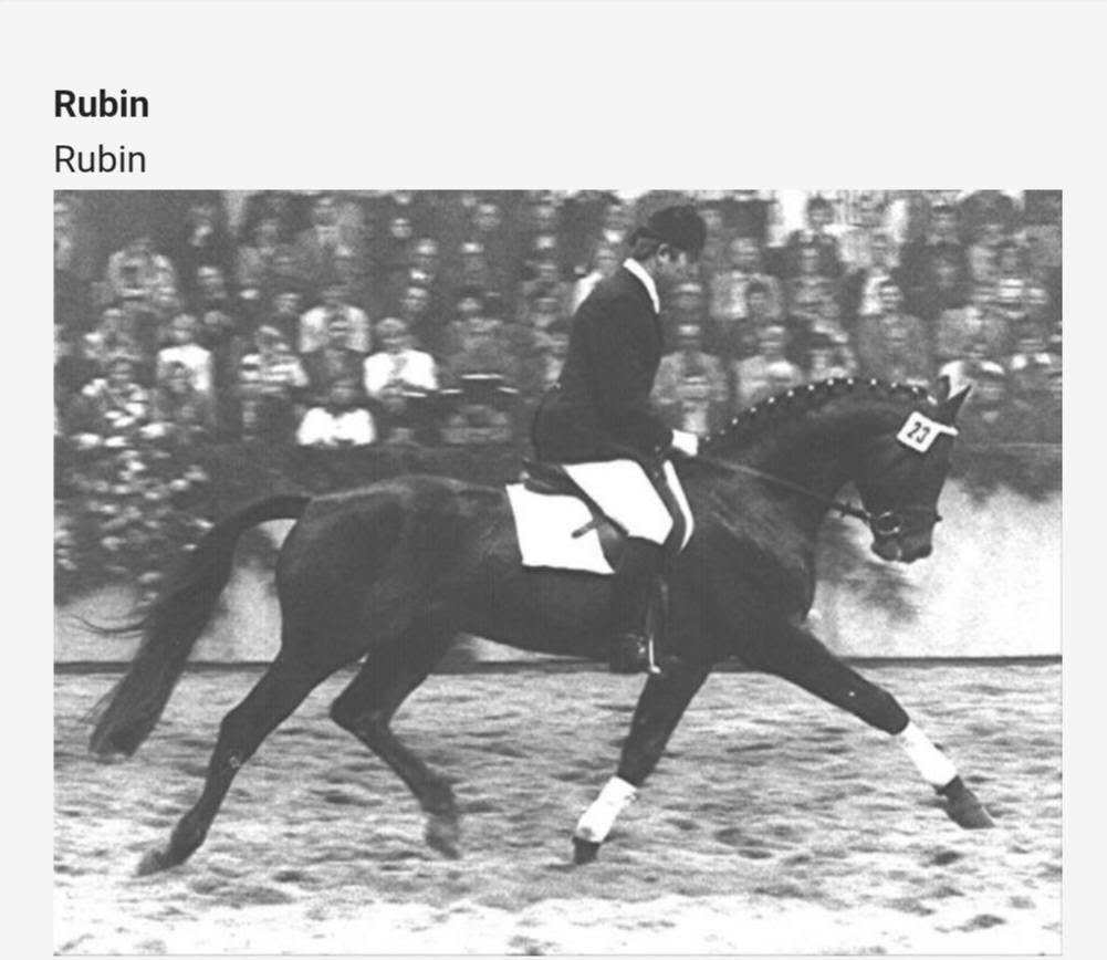Rubin, the Trakehner stallion in Noah's maternal pedigree