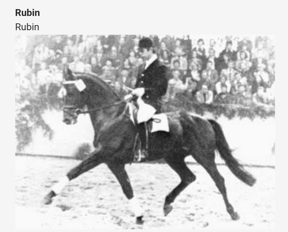 Historic black-and-white photograph of Rubin, Trakehner stallion by Flaneur