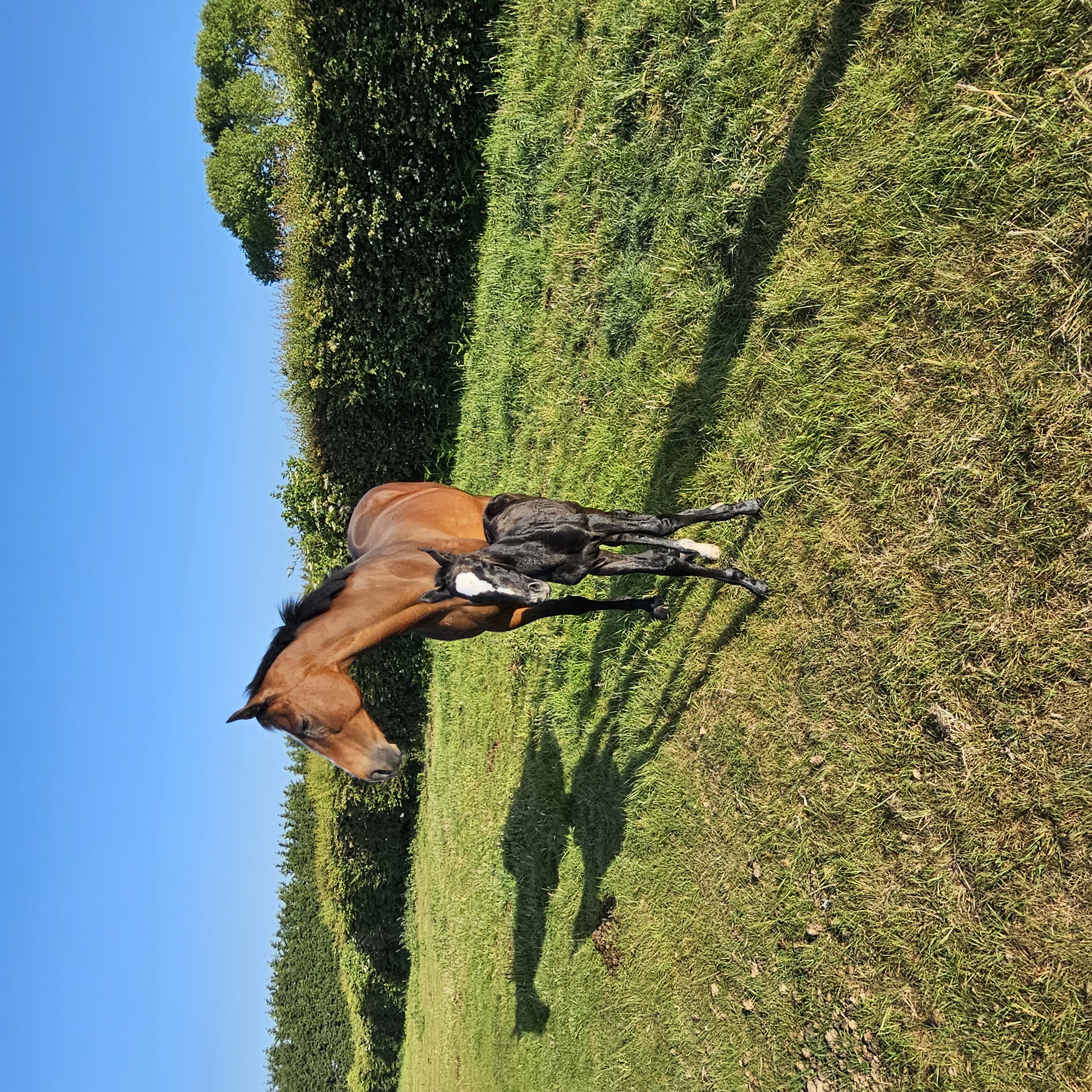 Veronicas Girl with Jaquealoup shortly after his birth