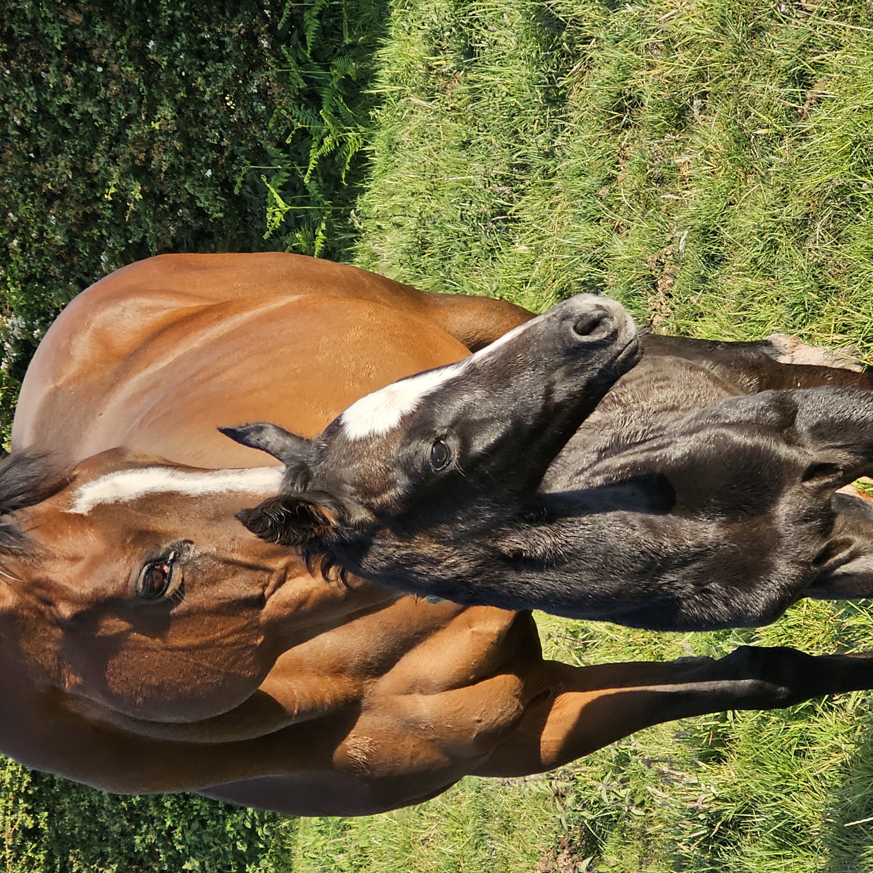 Veronicas Girl standing beside her newborn foal Jaquealoup
