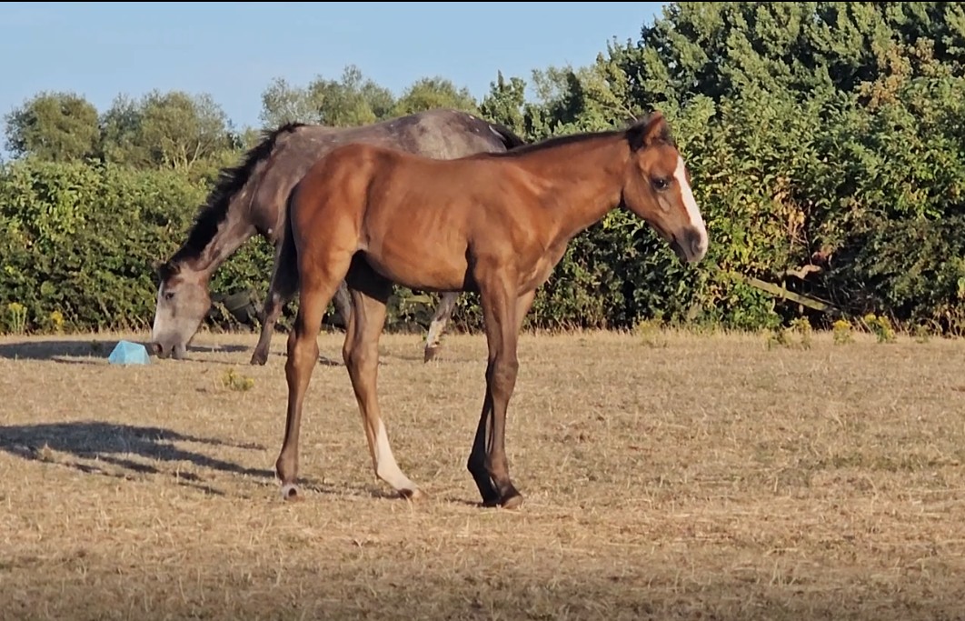 Bella Ragazza, 2026 Warmblood filly, standing with her dam Elizabeth Diamond