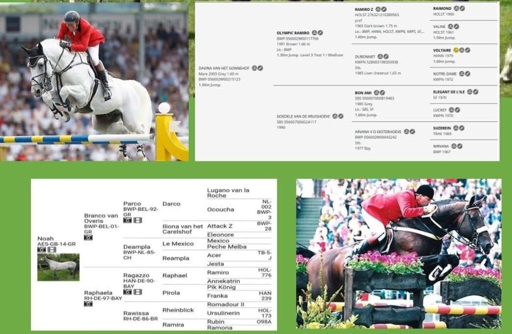 Elizabeth Diamond elite warmblood filly main image