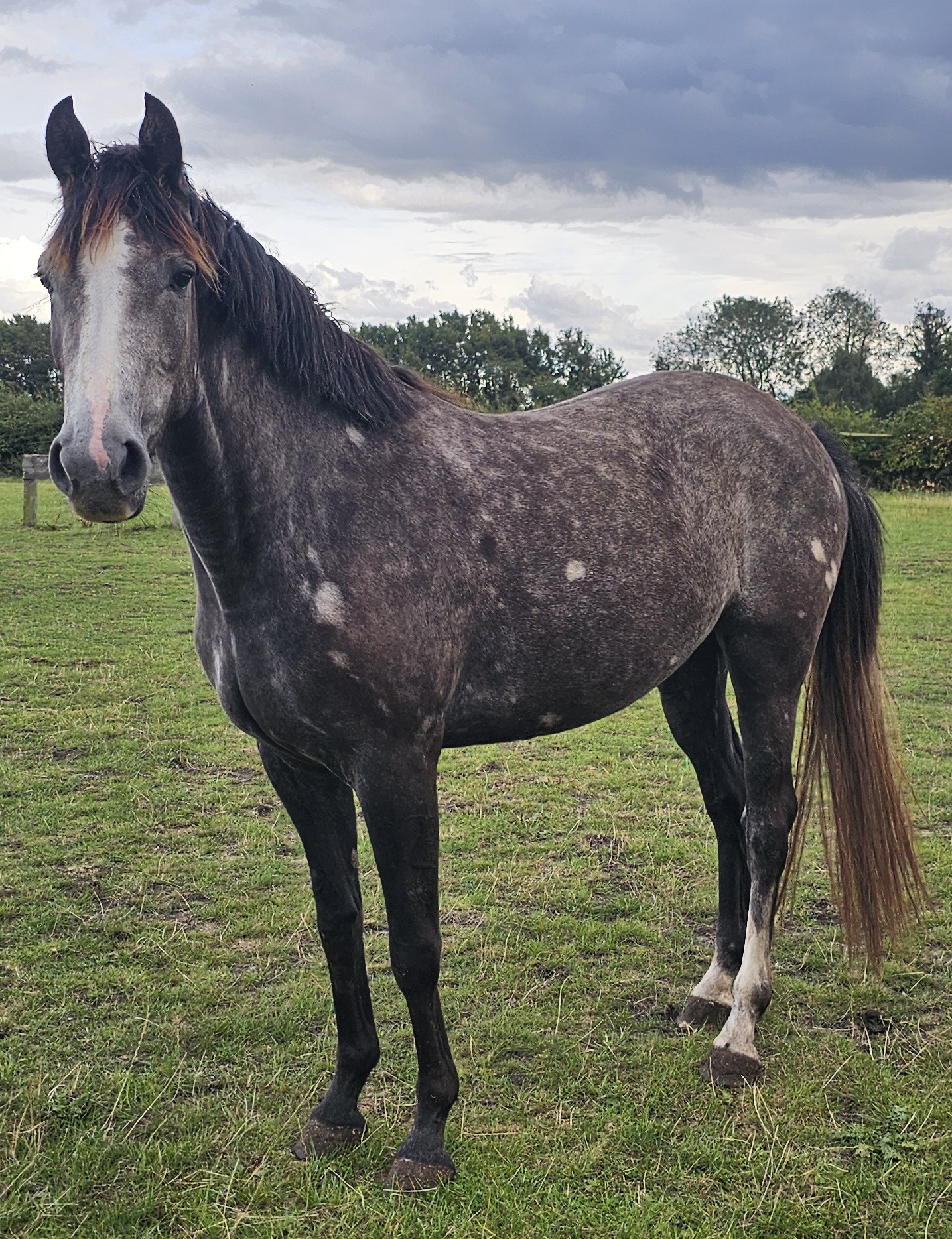 Elizabeth Diamond side profile showing conformation and balance