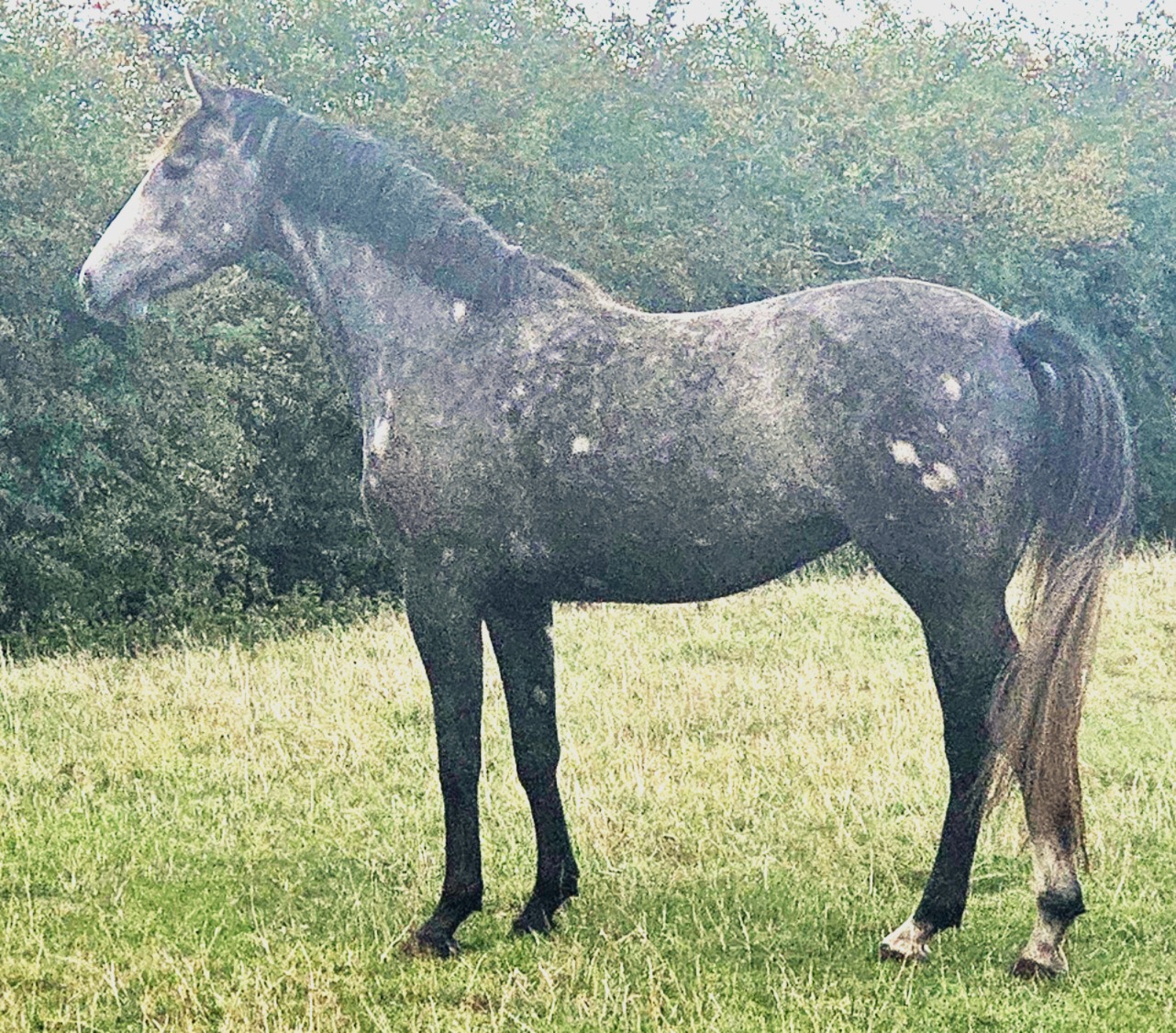 Elizabeth Diamond young warmblood filly showing movement and presence