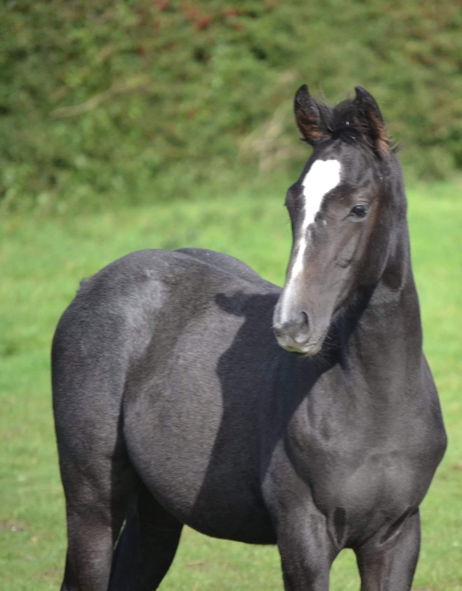 Jaquealoup as a young horse