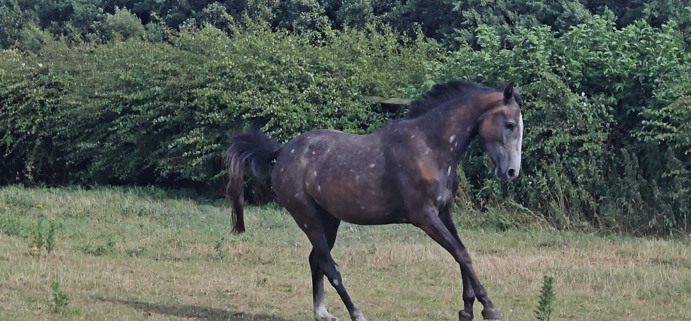 Maggie May moving in the field