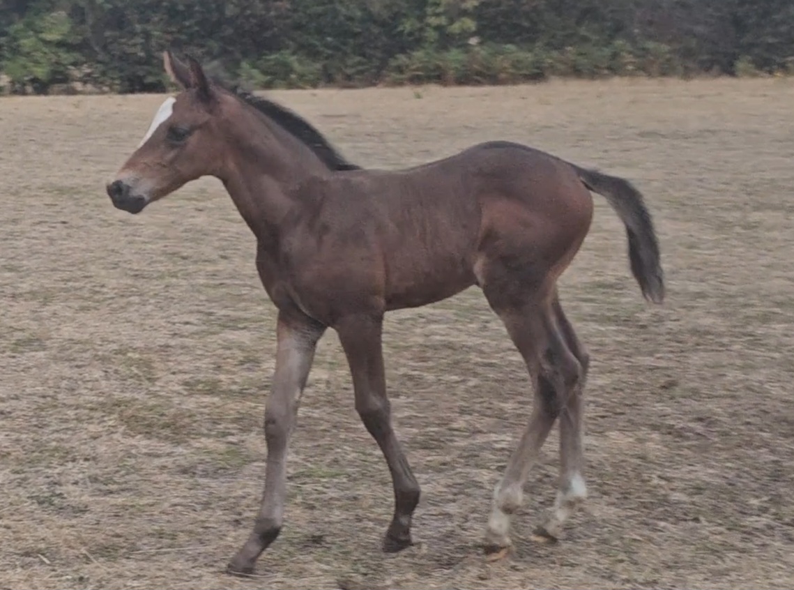 Ramesses II, 2026 Warmblood colt, standing alert in the field