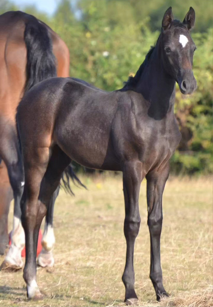 Zara young warmblood filly for sale