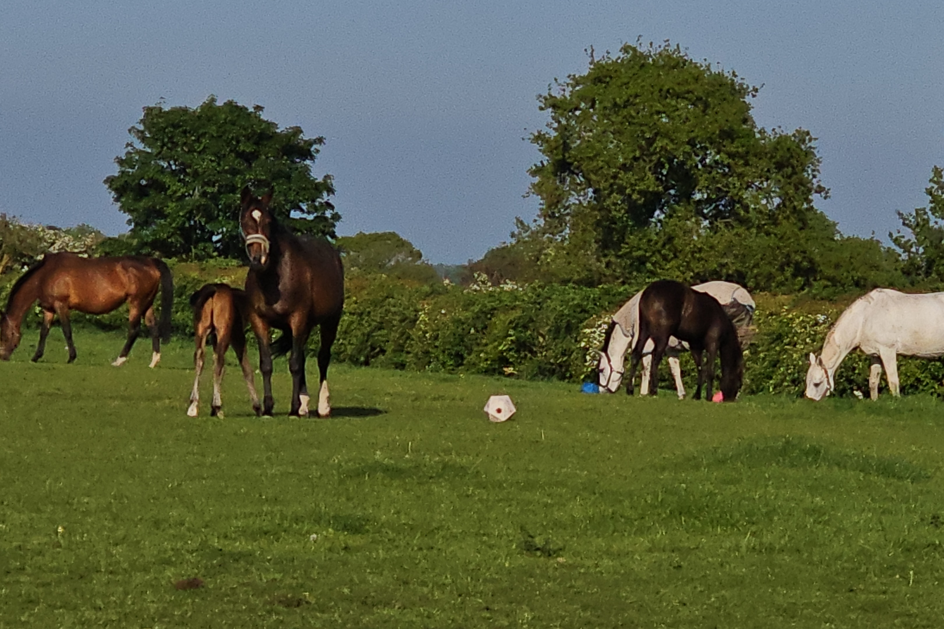 Mares foals and stallion together in field