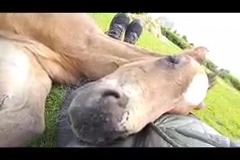 Foal sleeping with complete trust