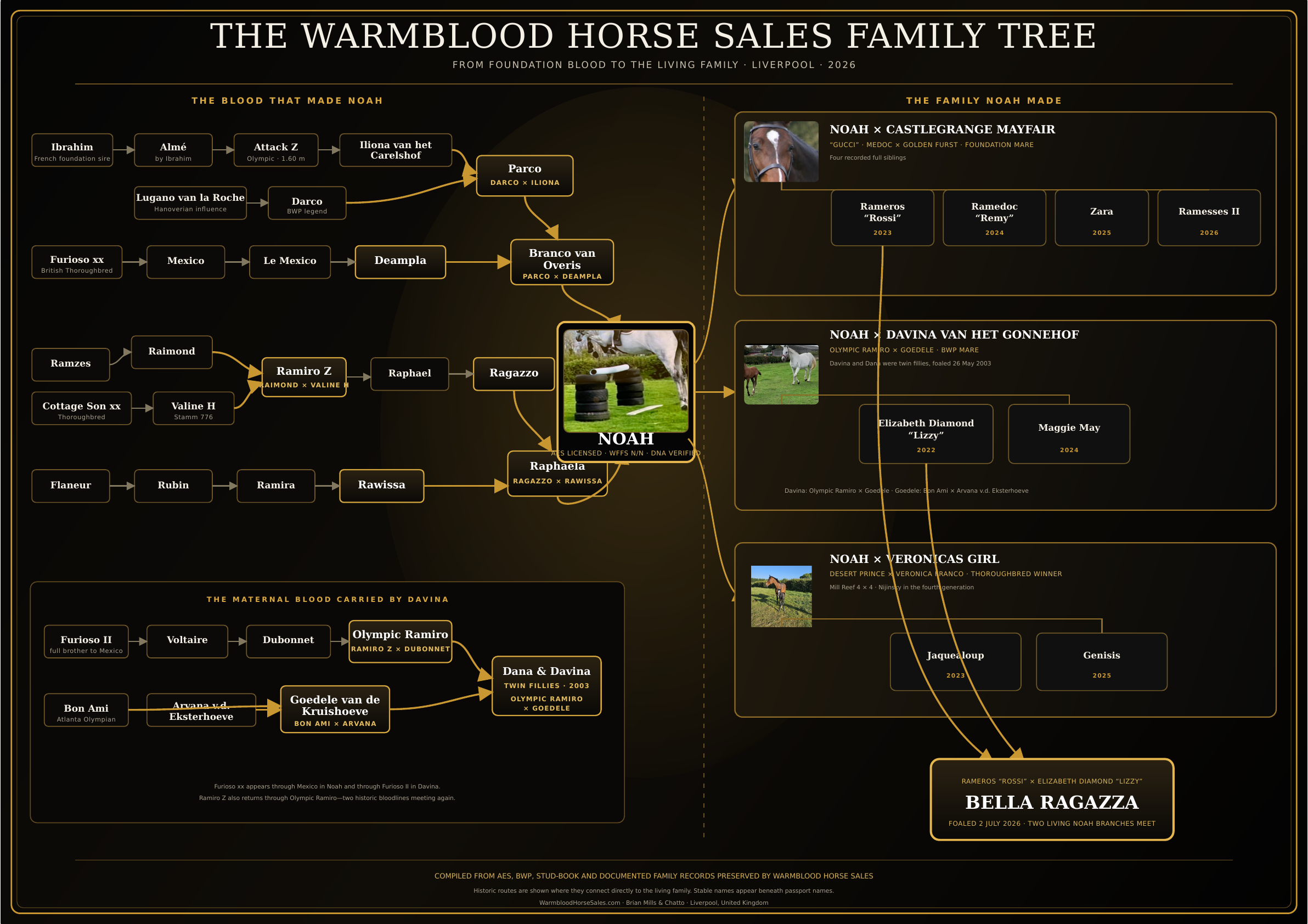 Warmblood Horse Sales family tree connecting historic bloodlines to Noah and the living family