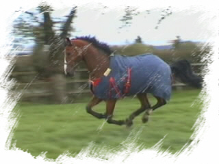 Previously sold horse 6