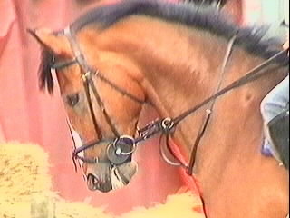 Previously sold horse 5