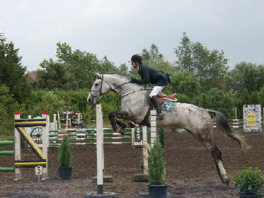 Previously sold horse 30