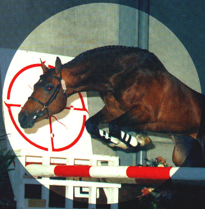 Previously sold horse 15