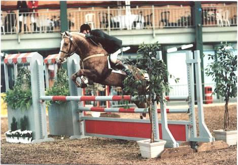 Previously sold horse 31