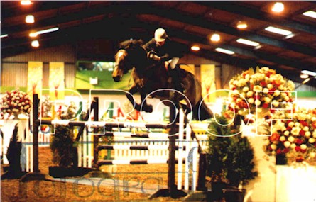 Previously sold horse 2