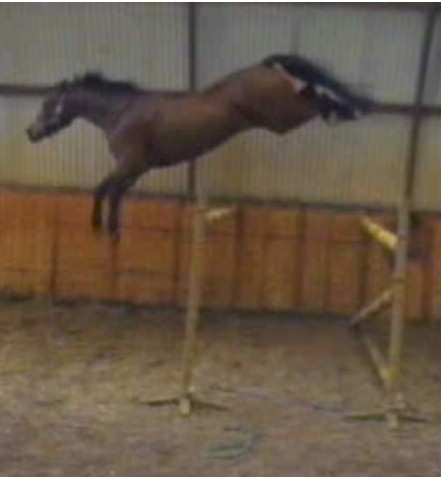 Previously sold horse 19